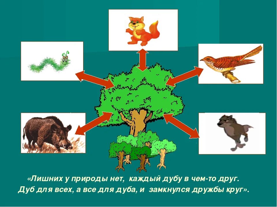 Взаимосвязи в природе. С кем дружит дуб. Картинка связь животных и природы. Схемы питания дуба. Цепь питания желуди