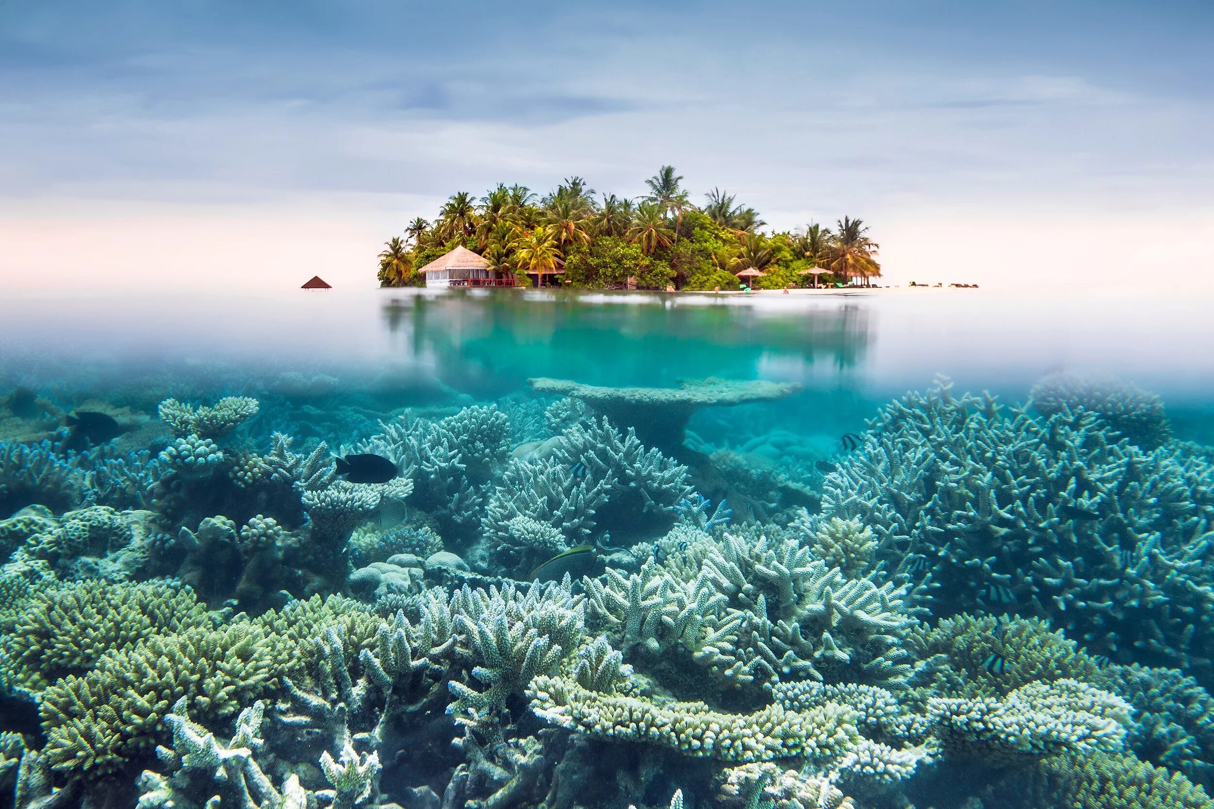 Island вода. Риф Туббатаха Филиппины. Мальдивы Лагуна риф. Морской заповедник Фунафути. Парадиз остров Карибского моря.