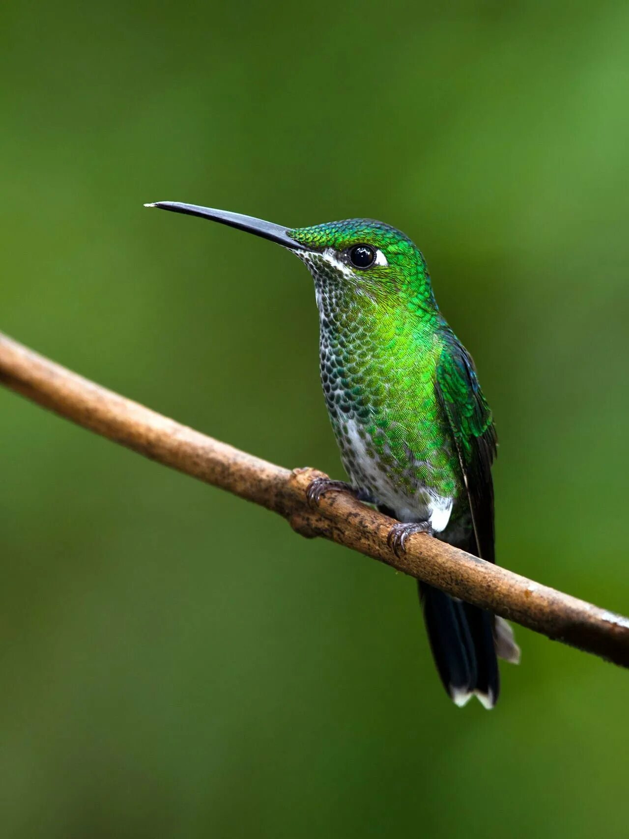 Изумрудный туканет. Зеленая птица название. Зеленая птица название. Green honeycreeper фооо. Пеночка трещотка, весничка теньковка.