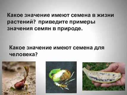 Какое значение спор в жизни растений