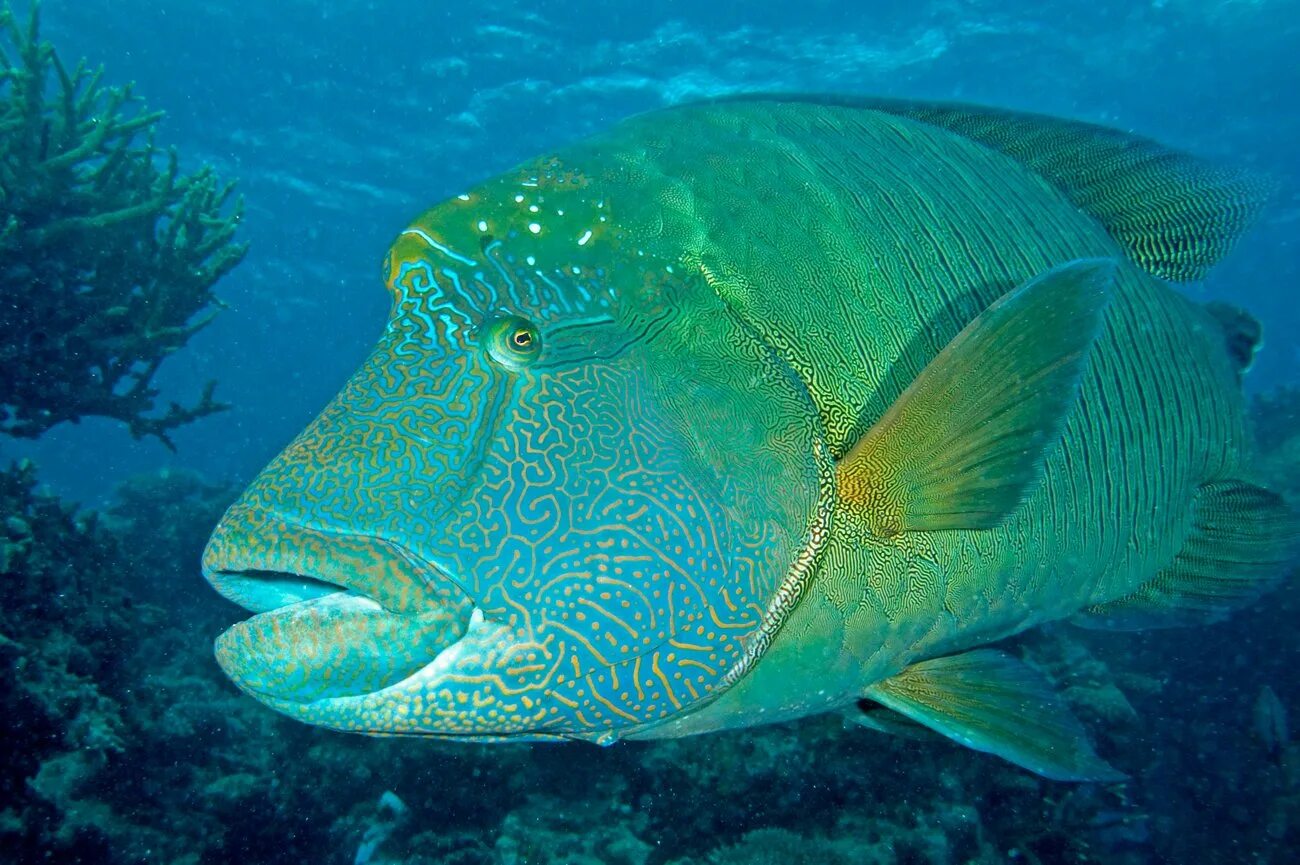 Крупная морская рыба. Морская рыба ставрида. Барракуда и щука. Крупная морская рыба. Красноперый опах.