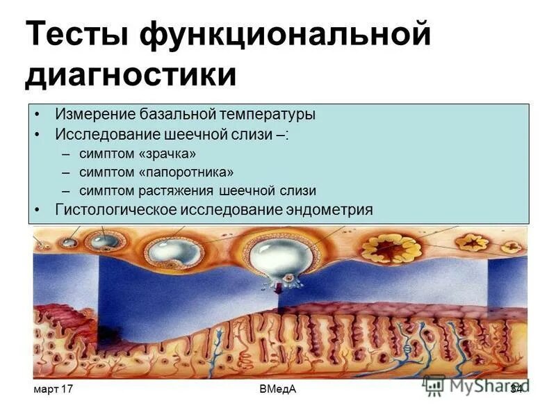 Базальный слой эндометрия