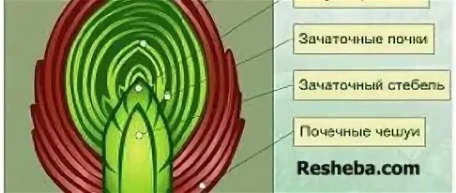 Генеративная почка 6 класс