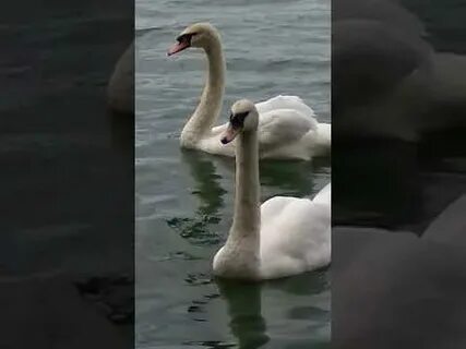 Лебедь 1 2 7 0 5