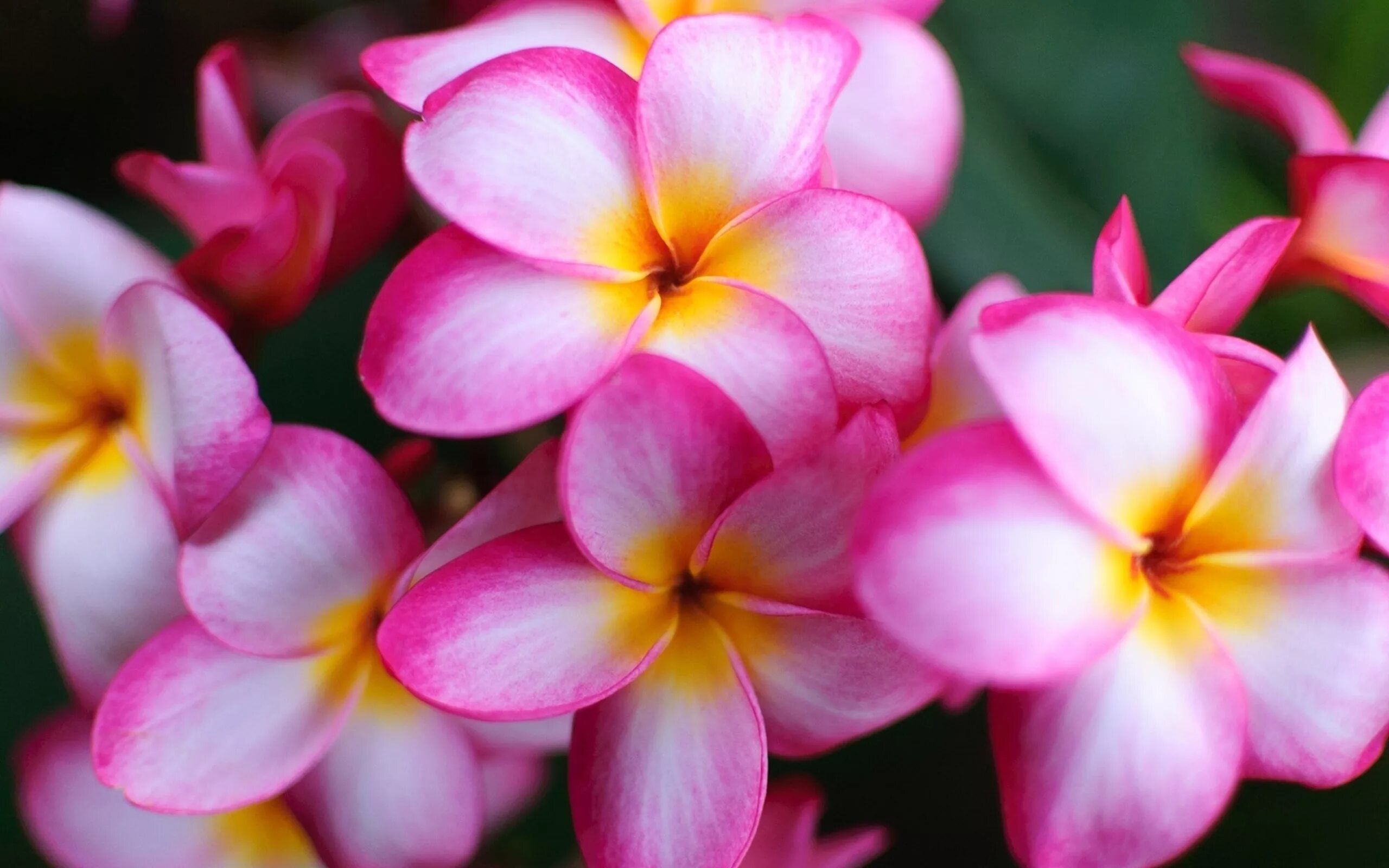 It s beautiful flower. Плюмерия Франжипани. Цветы Плюмерия Франжипани. Плюмерия розовая. Плюмерия цветение.