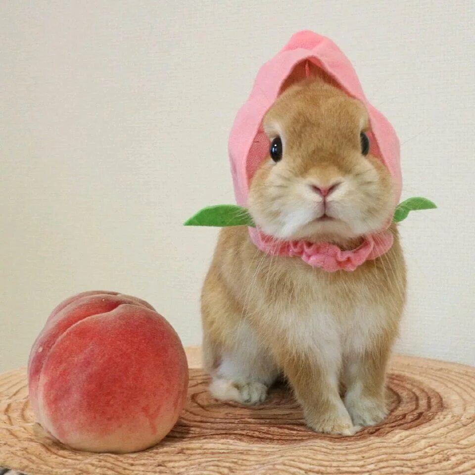 Можно кролику яблоко. Персиковый кролик. Милые зайчики. Кролик ест персик. Милые кролики.