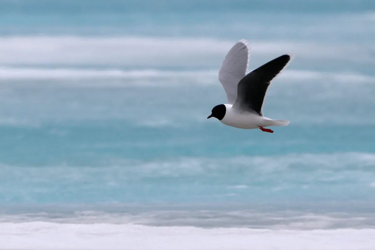 Голубок чайка. Малая чайка птица. Морской голубок птица. Чайка малая larus minutus (pallas, 1776). Larus minutus.