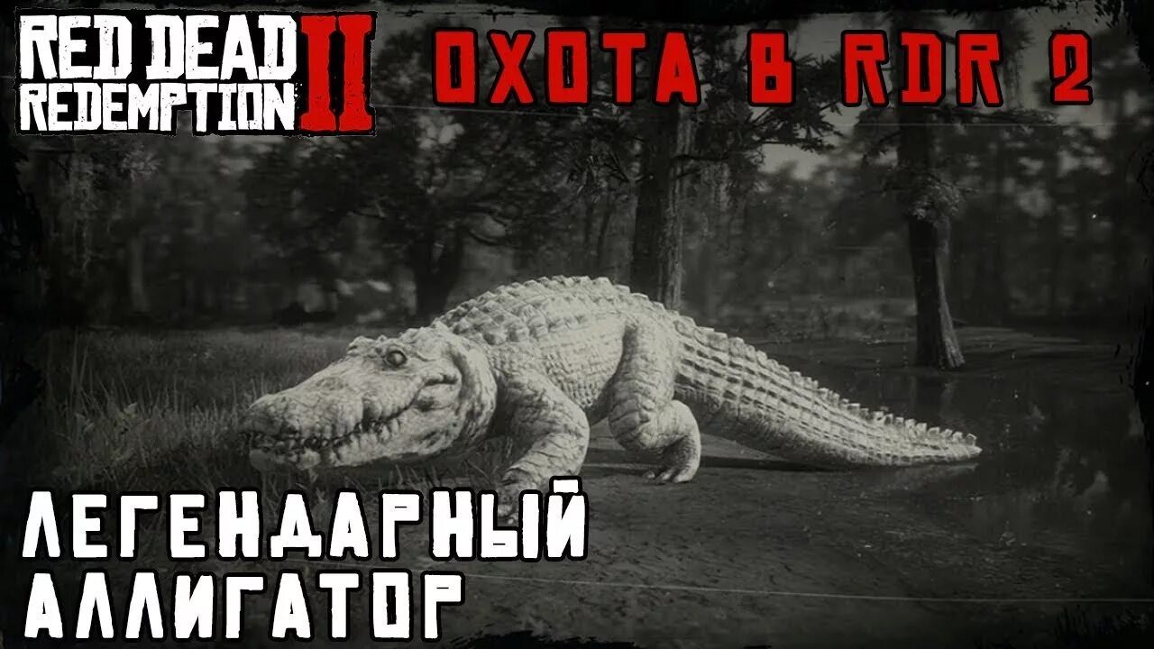 Легендарный крокодил. РДР 2 легендарный Аллигатор. Легендарный крокодил rdr 2. Легендарный крокодил в РДР 2.