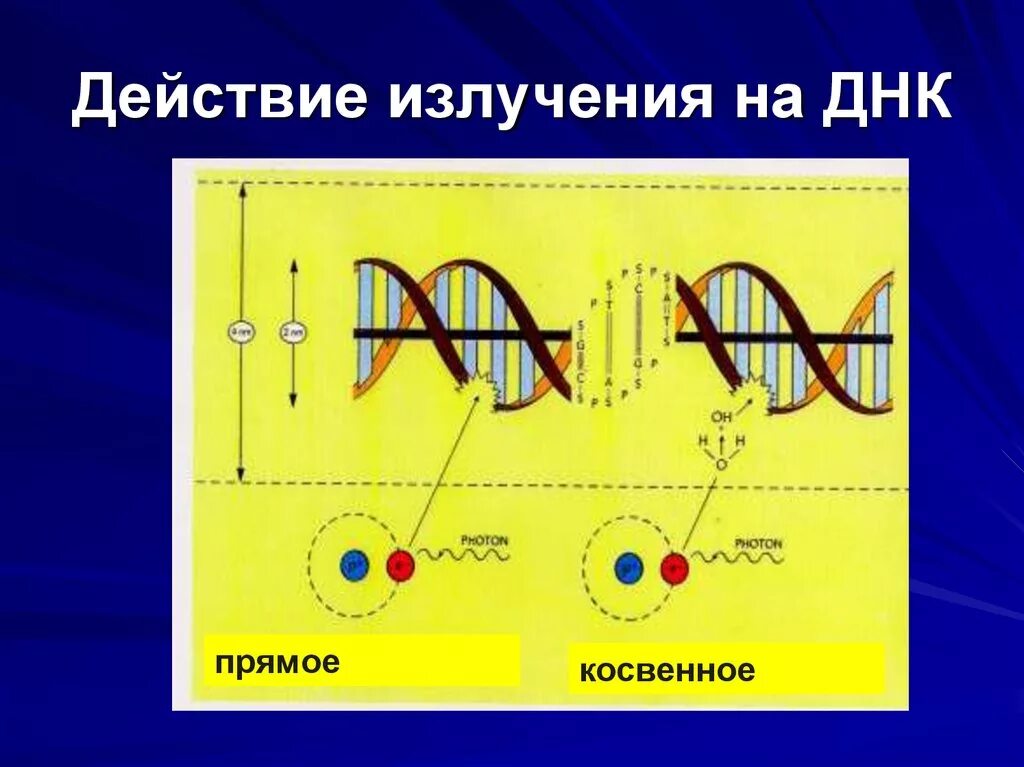 Сшивки днк-днк. Влияние ионизирующего излучения на днк. Облучение днк. Облучение днк. Облучение днк.
