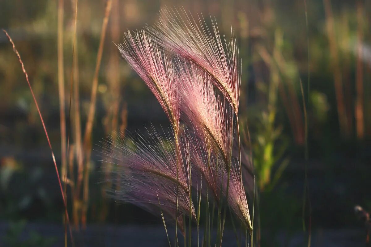ковыль перистый stípa pennáta. алтайский заповедник ковыль перистый. ). ковыль тончайший (stipa tenuissima). ячмень гривастый (престиж).