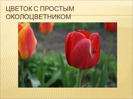 Растения с простым околоцветником