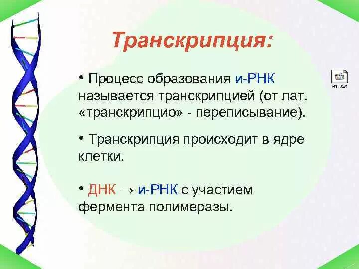 И рнк образуется в. Процесс транскрипции. Транскрипцией называется процесс. Процесс транскрипции происходит. Транскрипцией называется процесс в биологии.