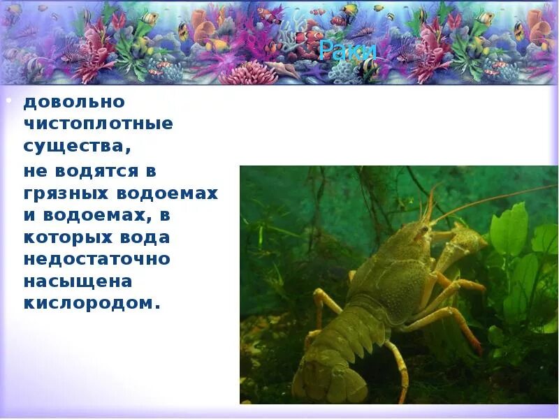 Ракообразные доклад 3 класс