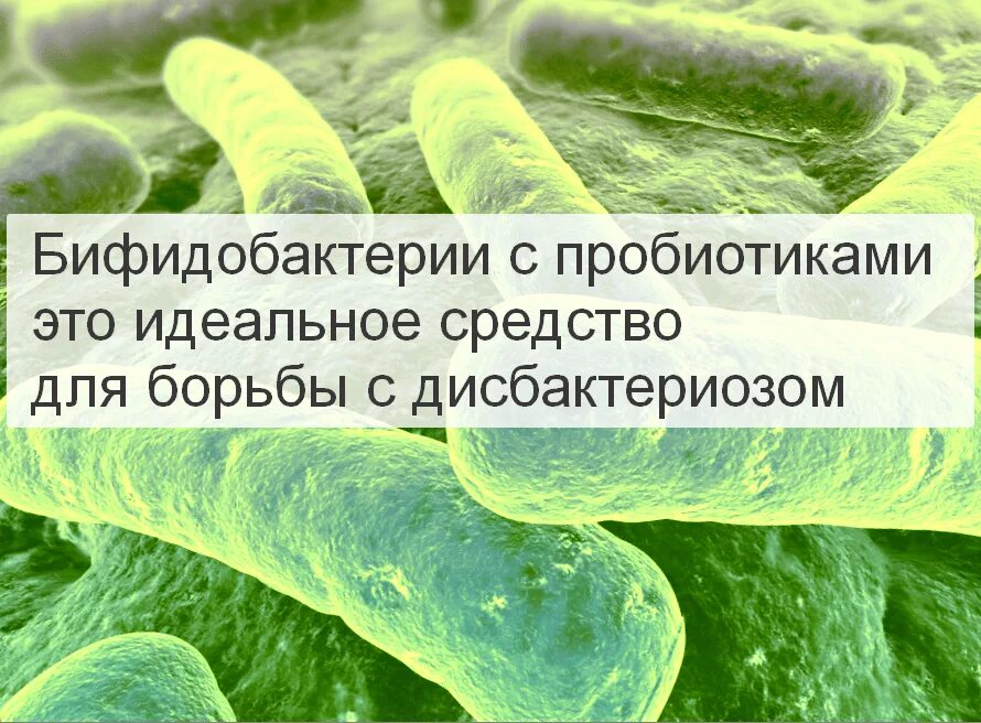 Самые полезные бактерии. Бифидобактерии. дисбактериоз бифидобактерии. полезные бактерии бифидобактерии. полезные бактерии для кишечника.