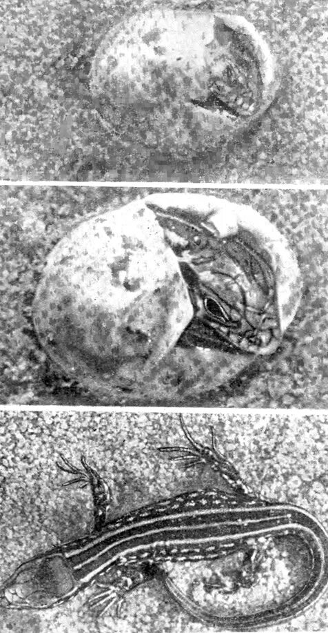 амфибии тип постэмбрионального развития. непрямое развитие постэмбрионального периода. фазы постэмбрионального периода животных. аксолотль метаморфоз. размножение пресмыкающиеся ящерицы.