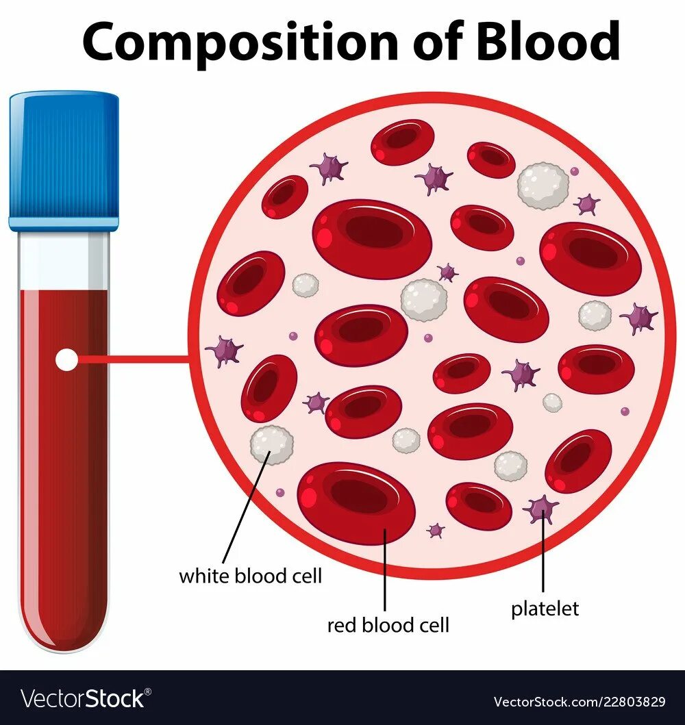 Клетки крови. Blood Composition. Плазма и форменные элементы крови. Красные и белые клетки крови.