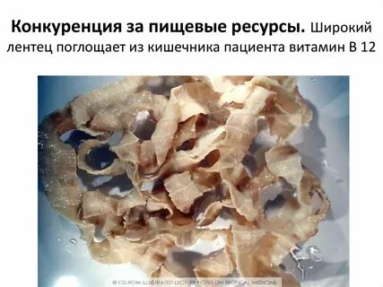 Широкий лентец