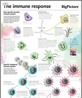 Immune system cells