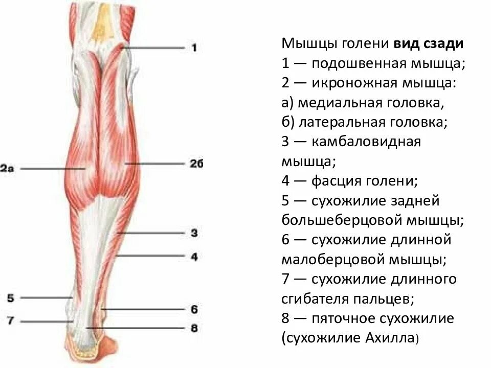 Как называются чуть ниже колена