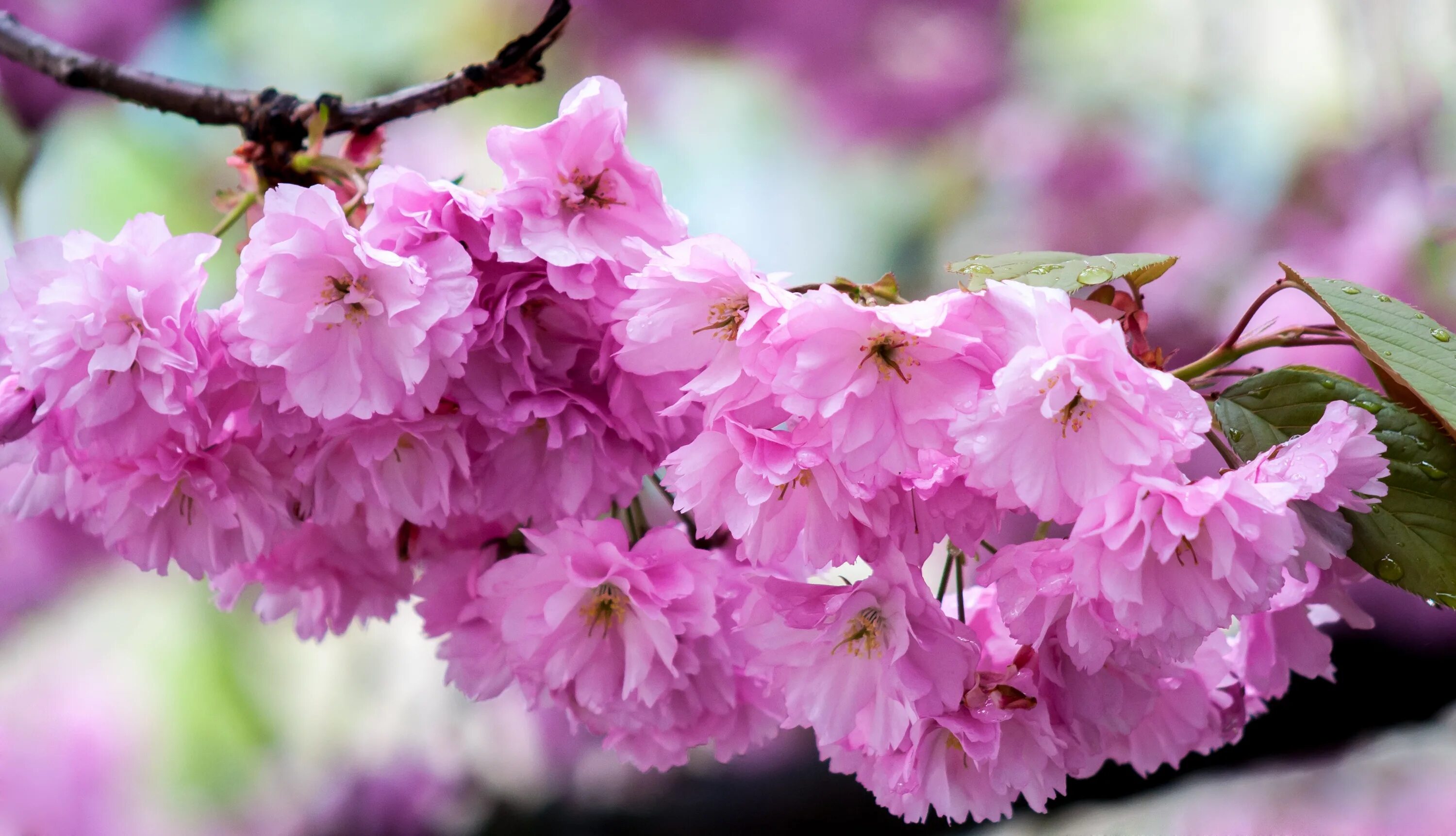 Розовая вишня букв. Розовая вишня. Весенние фото на рабочий стол. Вишни в цвету. Цветы похожие на сакуру.