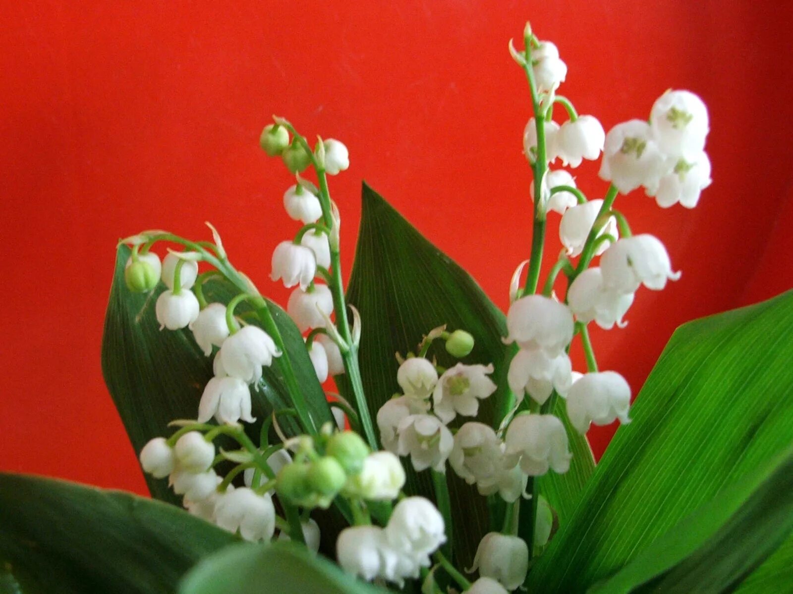 Ландыши первые в мае цветы. Ландышевый цвет. Ландыши в апреле. Ландыш полевой. Ландыш горный.