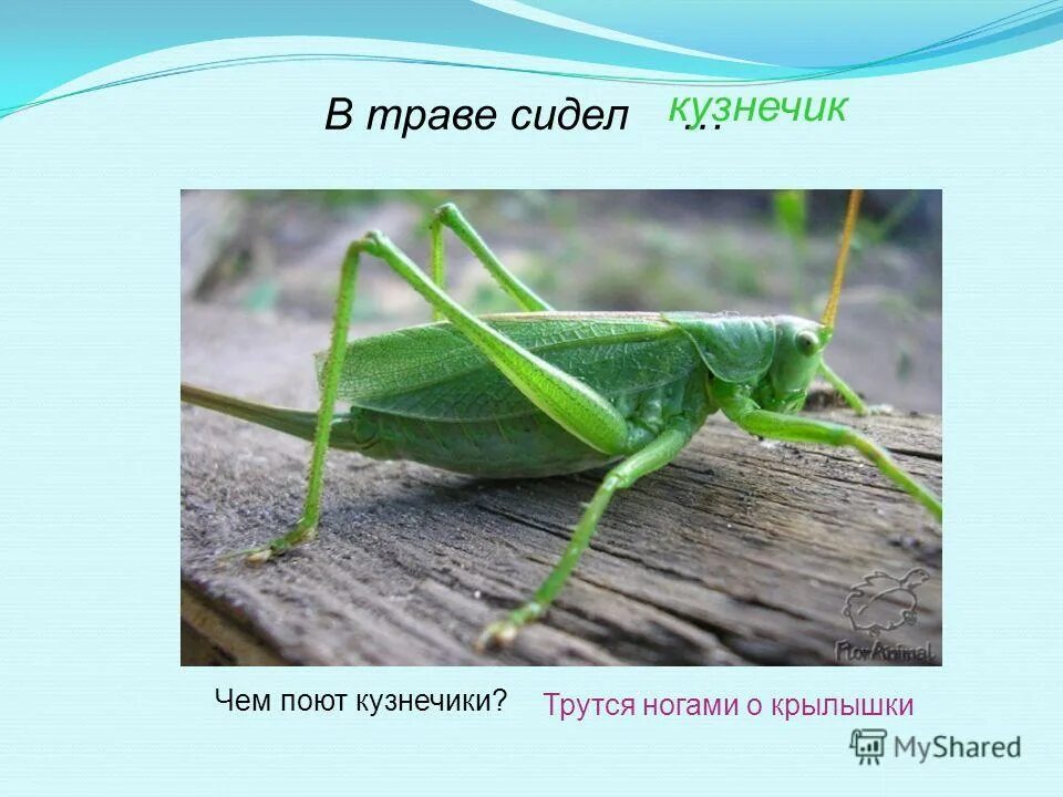 загадка про кузнечика для детей 7 лет. стих про кузнечика. интересные кузнечики. какие звуки издает кузнечик. загадка про кузнечика.