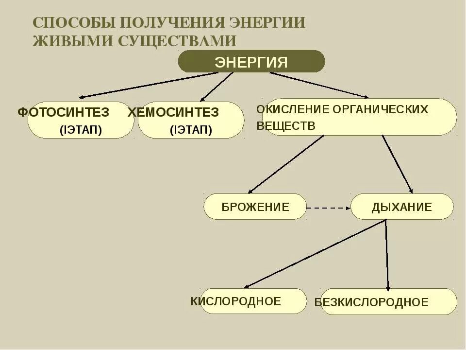 Живое существо таблица. Способы получения энергии живыми существами. Способы получения энергии в организме. Способы получения энергии биология. Методы получения энергии.