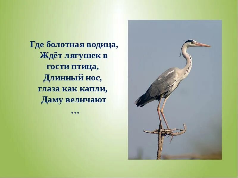 Загадки про перелетных птиц для дошкольников. Перелетные птицы для детей. Загадка оперелетнвх птивыпхх. Загадки на тему перелетные птицы. Стихи про перелетных птиц для детей