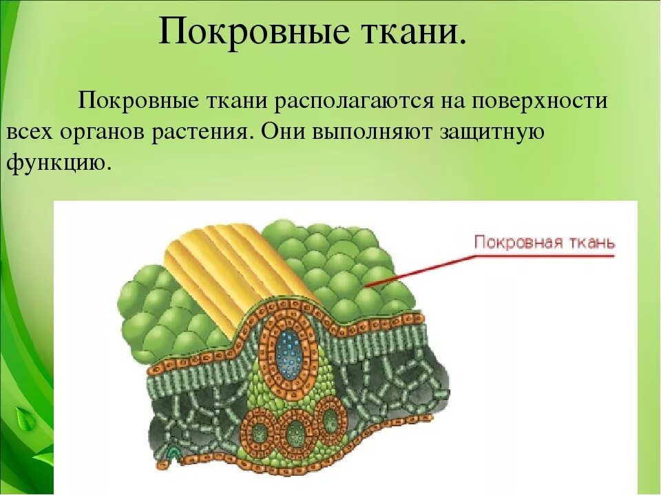 Покровная ткань биология 6 класс впр. Покровная ткань биология 9 класс. Строение покровной ткани. Покровная растительная ткань. Строение покровной ткани растений.