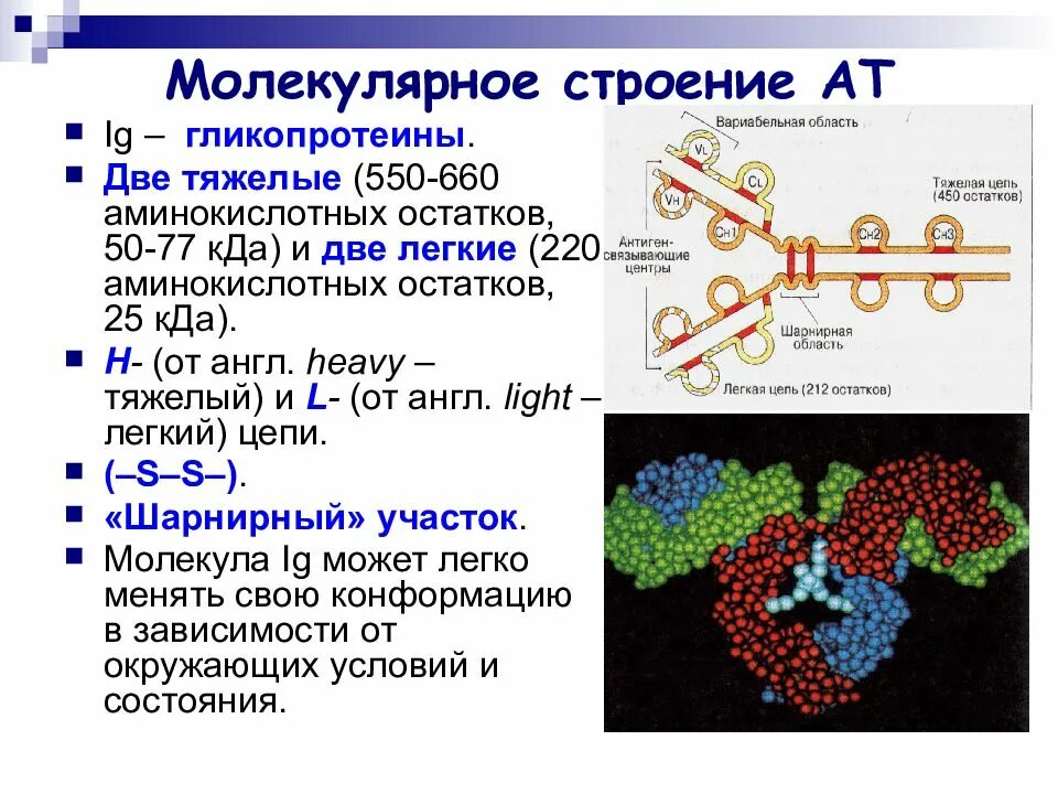 Молекулярное строение в химии. Молекулярной строенте. Молекулярной сторонние это. Молекулярное строение имеет. Иммуноглобулины молекулярное строение.