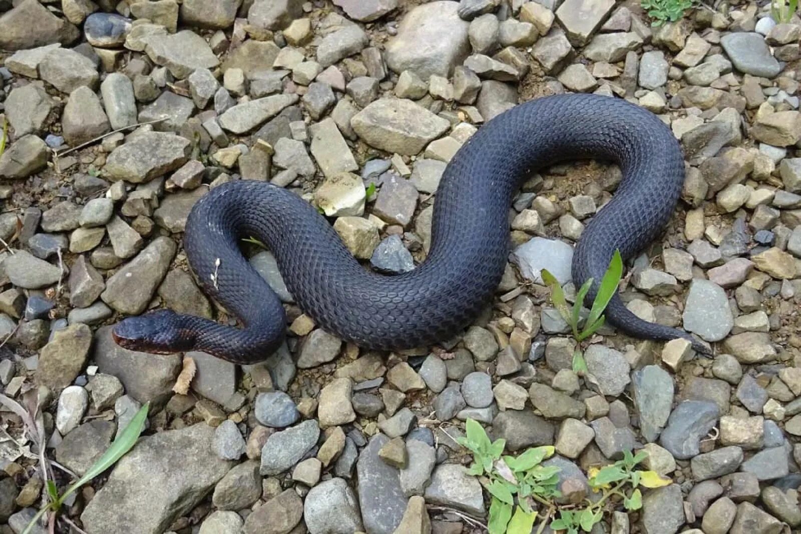 обыкновенный уж natrix natrix. змеи горного алтая щитомордник. гадюка гюрза. 4. африканская змея яйцеед.