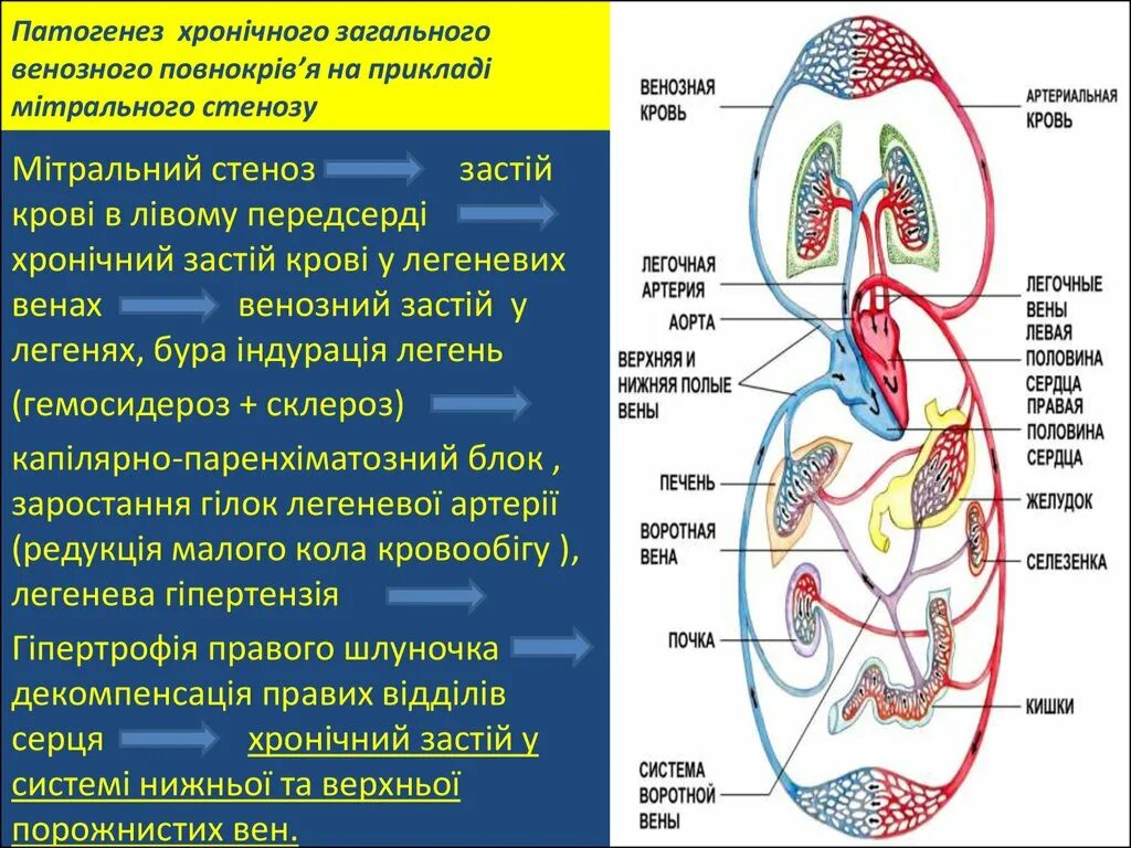 Какая кровь содержится в правой половине сердца