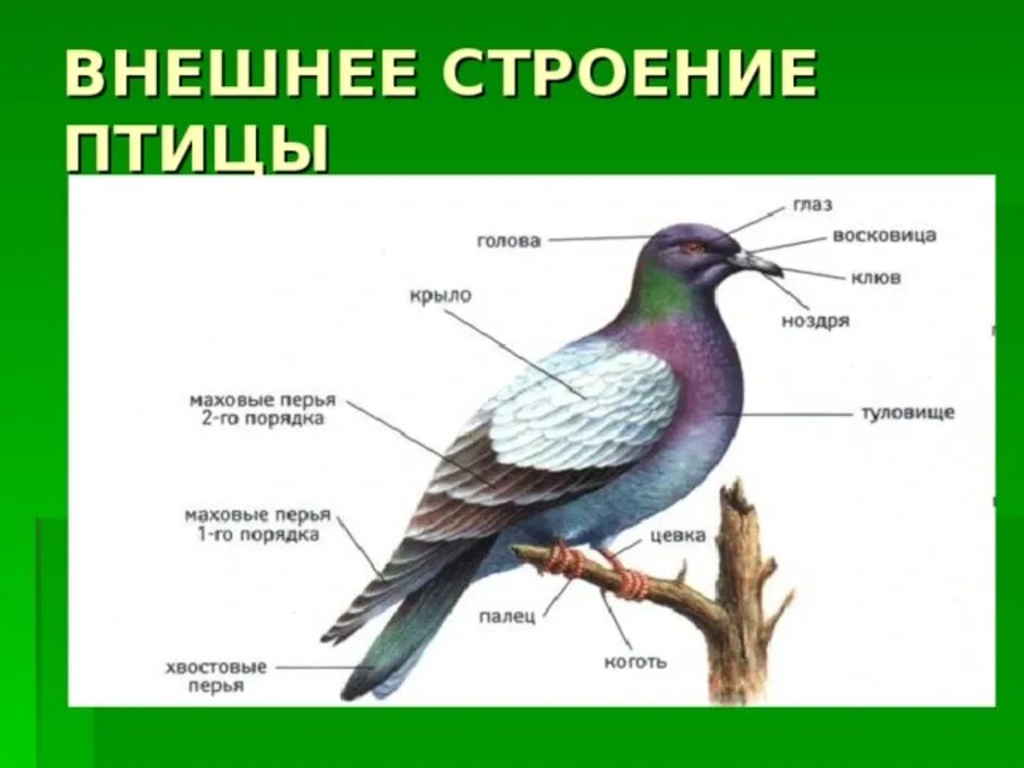 Строение птиц по биологии 7 класс. Наружное строение птицы. Внешнее строение птицы биология 7 класс. Части тела птицы схема биология 7 класс.