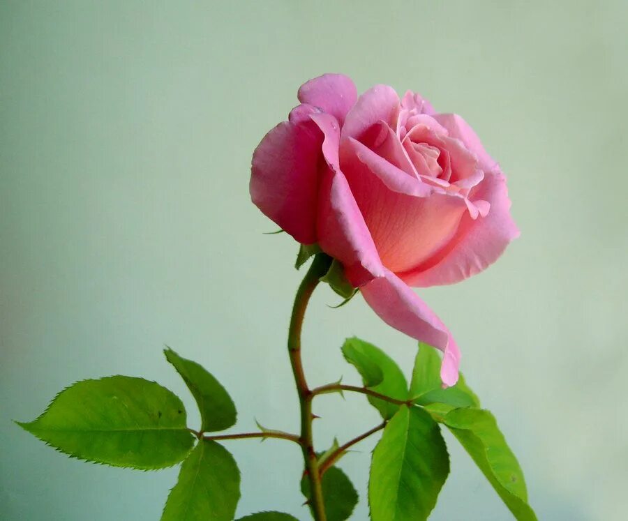 1 роза. Rose 1. Роза. Кроссовки adidas rose 2020. Деррик роуз 1.