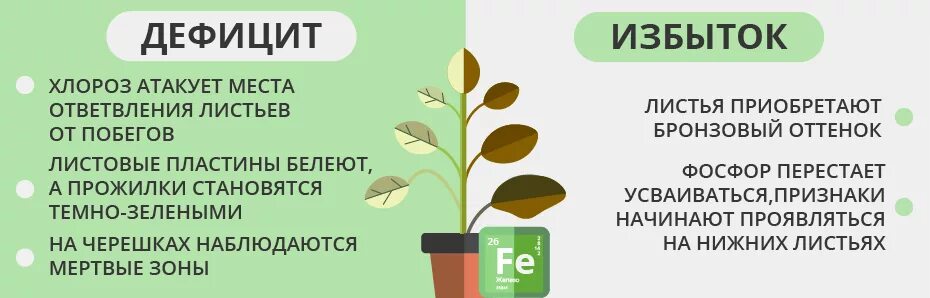 Дефицит кальция у конопли. Хлороз гортензии метельчатой. Недостаток и избыток железа у растений. Нехватка железа у растений. Нехватка железа у растений.