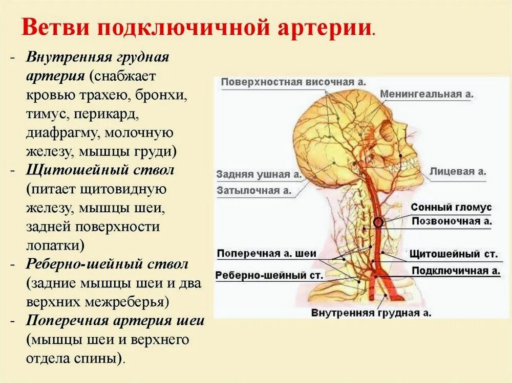 Наружная подвздошная артерия и вена анатомия. Нервы пучков плечевого сплетения. Висцеральные ветви грудной аорты. Перечислить ветви. Ветви плечеголовного ствола артерии.