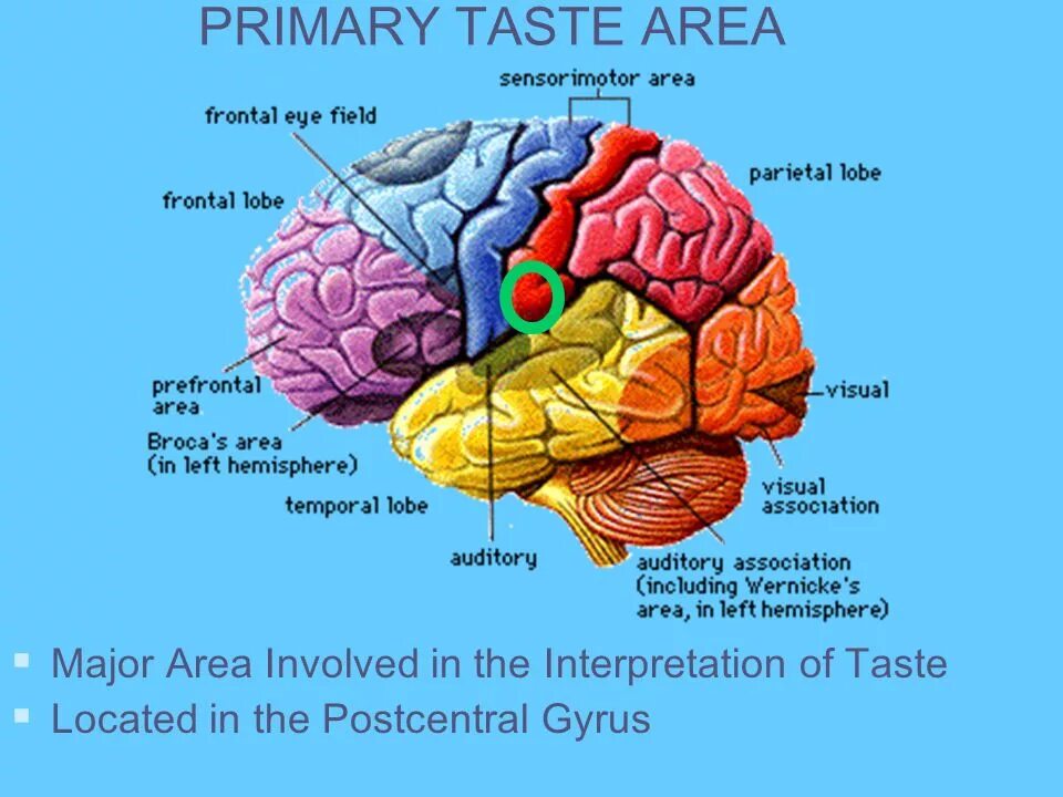 Primary Visual area. V1 Cortex. Primary field of the Cortex. Gustatory Cortex. Lower regions