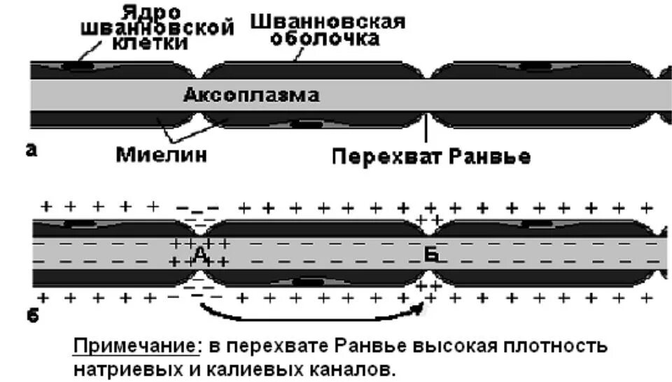 Проведение возбуждения в безмиелиновых волокнах. Распространение возбуждения по миелинизированному нервному волокну. Миелинизированные волокна. Немиелинизированные волокна строение. Проведение потенциала действия по нервным волокнам.