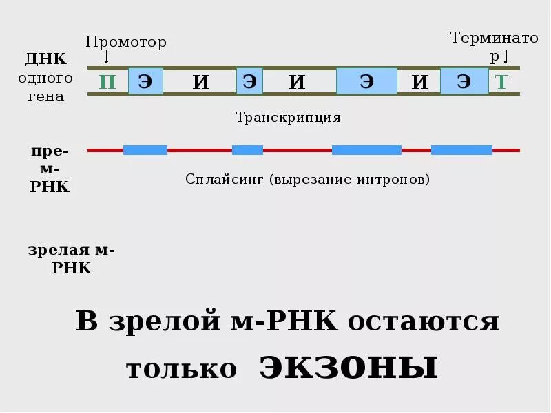 Рнк репликация транскрипция трансляция. Транскрипция генетический код. генетический код транскрипция трансляция. транскрипция и трансляция генетического кода в клетках. трансляция генетический код этапы трансляции.