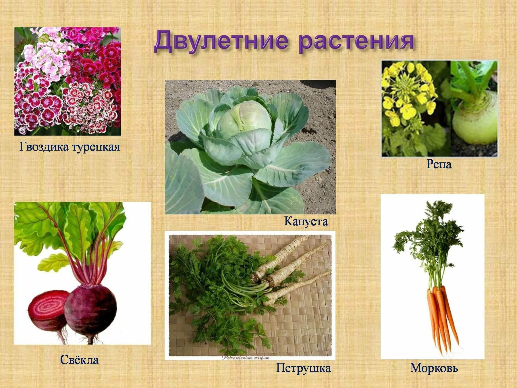 Двулетние овощи. Двухлетние растения. Однолетние двулетние и многолетние травы. Однолетние двулетние и многолетние растения таблица. Двухлетние однолетние и многолетние растения.