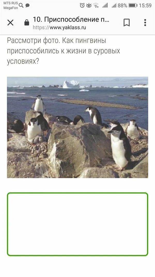 Пингвины в антарктиде. Как пингвины приспособились к суровым условиям антарктиды. Антарктический пингвин. Как пингвины приспособились к суровым условиям антарктиды. Животные холодных районов.