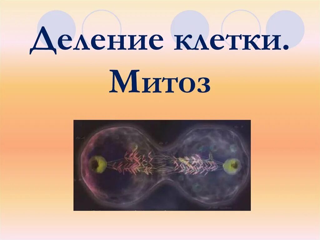 Почему происходит митоз. Митоз. митоз это в биологии. деление клетки митоз. митоз 9 класс биология.