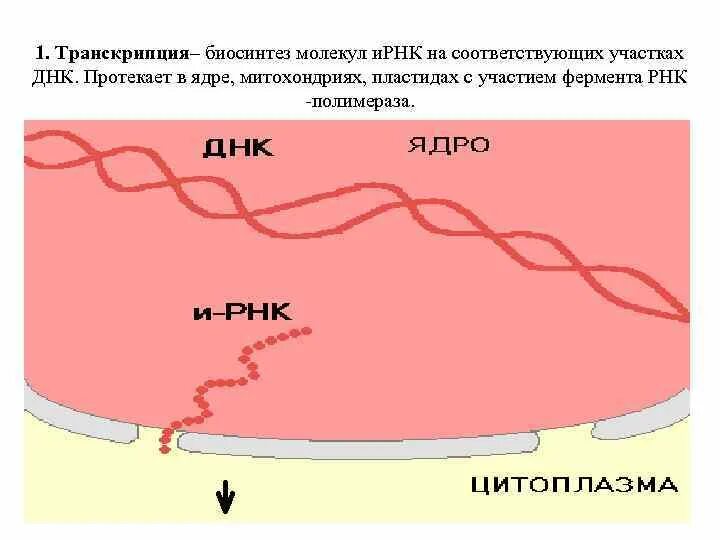 Митохондрия синтез рнк. Рнк в митохондриях и пластидах. транскрипция в ядре.