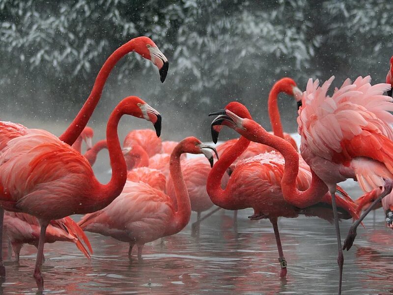 Красив фламинго. Фламинго птица. Птицы Африки Фламинго. Розовая птица. Розовый Фламинго.