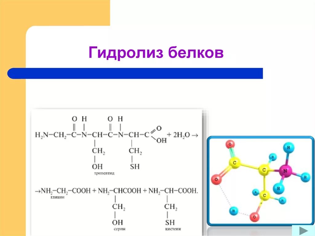 Щелочной гидролиз белков. Гидролиз белков схема. Химический гидролиз белков. При гидролизе белков. Частичный гидролиз белков.