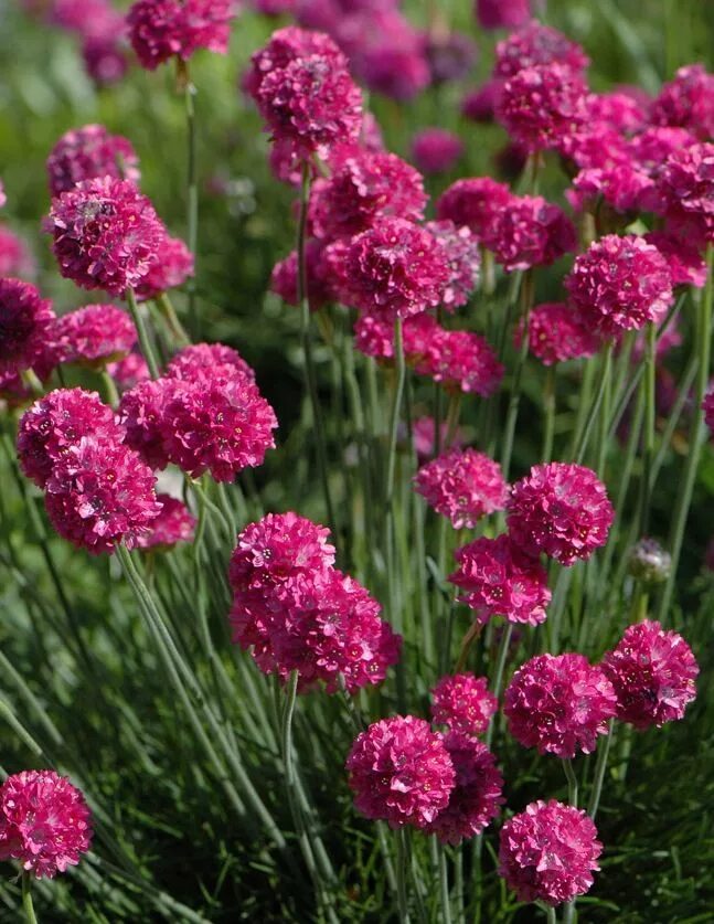 Армерия Приморская. Армерия Приморская splendens. Армерия Приморская (Armeria maritima). Armeria maritima (Армерия Приморская) 'Alba'. Армерия фото цветов