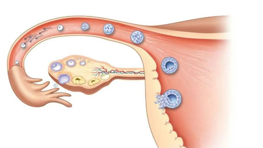 Путь оплодотворенной яйцеклетки в матку по дням. Движение яйцеклетки по маточной трубе. Имплантация плодного яйца. Имплантация зародыша в стенку матки.