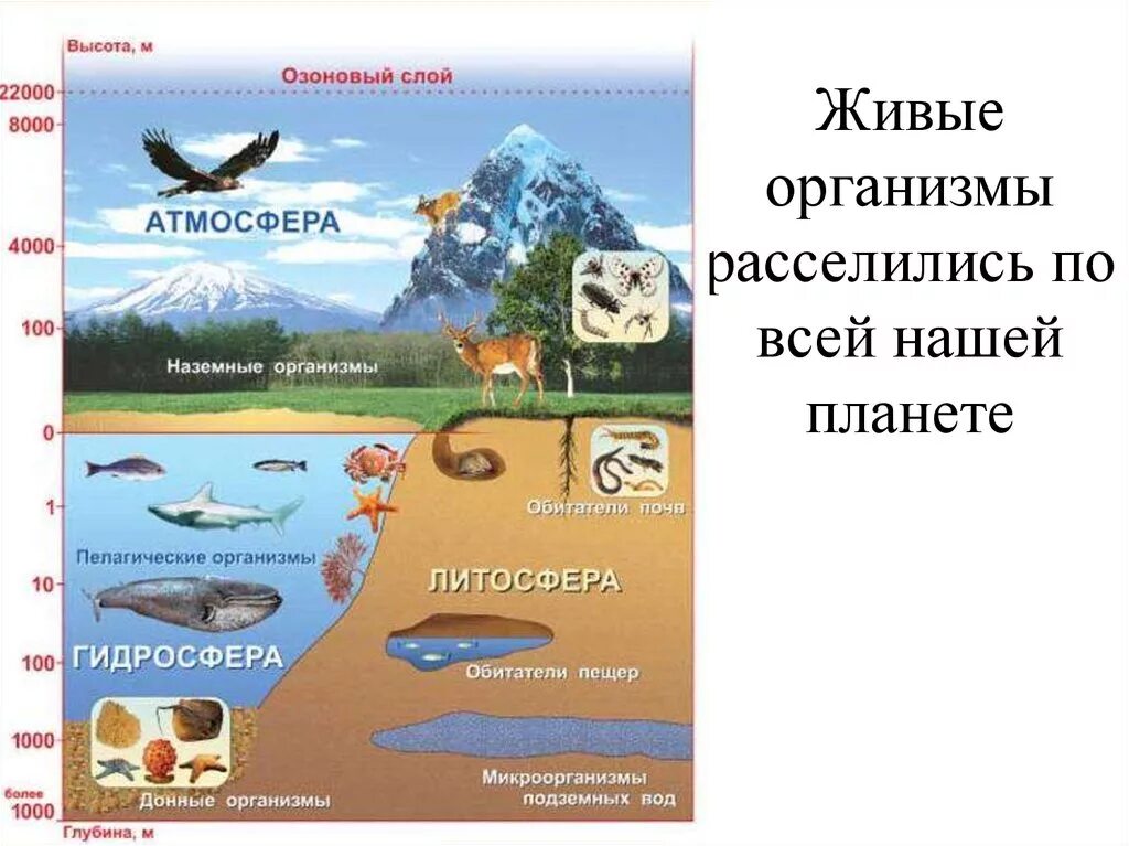 Границы биосферы 5 класс биология. Биосфера гидросфера атмосфера литосфера схема. Границы биосферы в гидросфере. География строение биосферы.