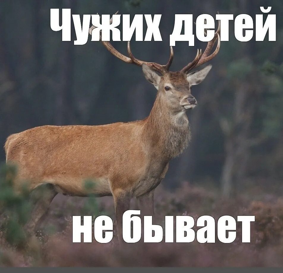 Но я ведь. Просто друг. Олень мемы. Я просто кот. Мем сии.