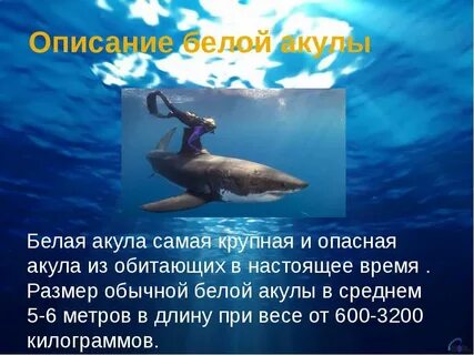История акулах
